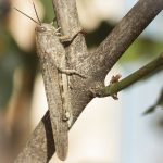 Criquet égyptien Anacridium aegyptium