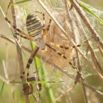Argiope frelon ou épeire fasciée Argiope bruennichi