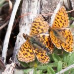 Petite violette mâle et femelle Boloria dia