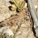 Caloptène ou criquet italien Calliptamus italicus