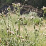 Chardon à petits capitules