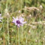 Cupidone bleue Catananche cerulea