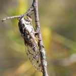 Cigale grise femelle Cicada orni