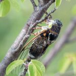 Cigale noire Cidadatra atra