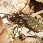 Cicindèle marocaine Cicindela maroccana pseudomaroccana