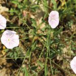 Liseron des monts Cantabriques