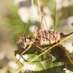 Éphippigère des vignes femelle Ephippiger diurnus