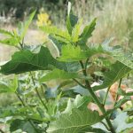 Figuier Ficus carica