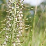 Orchis bouc Himantoglossum hircinum