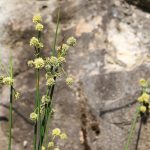 Jonc glauque Joncus inflexus