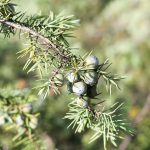 Cade ou genévrier oxycèdre