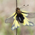 Ascalaphe soufré Libelloides caucajus