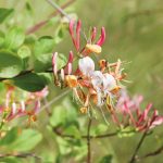 Chèvrefeuille d’Étrurie