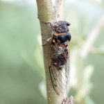 Cigale plébéienne Lyristes plebejus