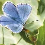Argus bleu céleste Lysandra bellargus