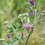 Grande mauve Malva sylvestris