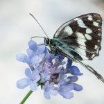 Demi-deuil Melanargia galathea