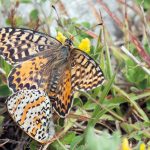 Mélitée du plantain mâle et femelle Melitaea cinxia