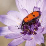 Mylabre à quatre points Mylabris quadripunctata