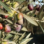 Olivier Olea europaea