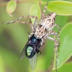 Araignée lynx Oxyopes heterophtalmus