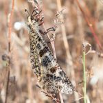 Fourmilion géant Palpares libelluloides