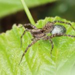 Pardose des jardins femelle, avec son cocon ovigère Pardosa hortensis