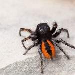 Saltique sanguinolent Philaeus chrisops