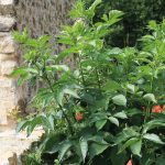 Sureau noir Sambucus nigra