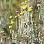 Santoline ﻿Santolina