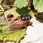 Cigale rouge Tibicina haematodes