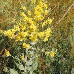 Molène pulvérulente Verbascum pulverulentum