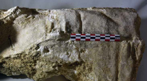 Tombe mise au jour : moulage du linceul et du coffrage en bois (2019)